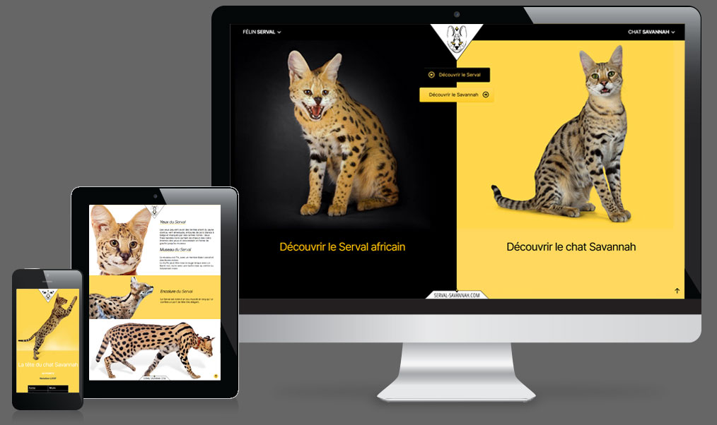 création de site vitrine Wordpress